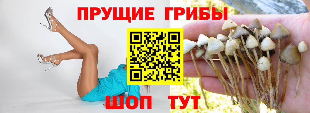 Галлюциногенные грибы Psilocybe  хочу   Псилоцибиновые грибы Cubensis  Шатура 